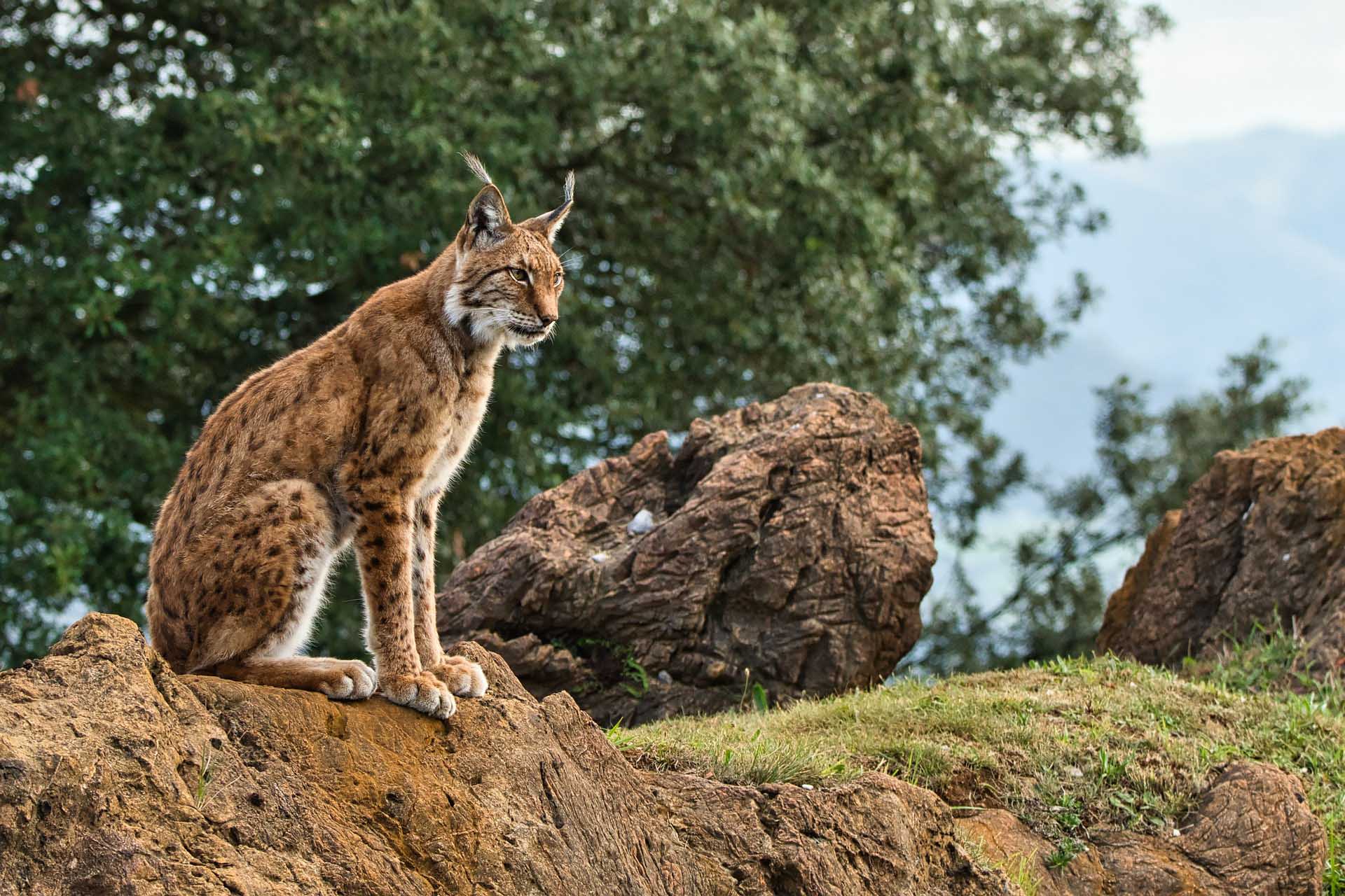 Big Cat Lynx Big Cat Lynx